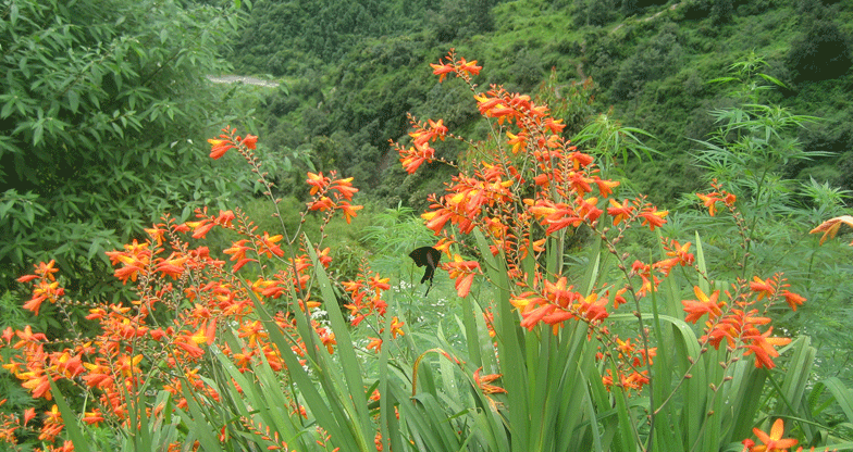 10 days Ghorepani -Poonhill -Ghandruk Trek (3)