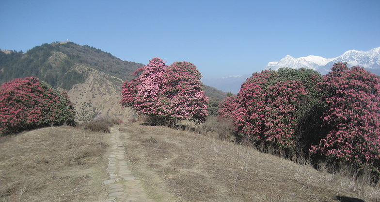 10 days Ghorepani -Poonhill -Ghandruk Trek (5)