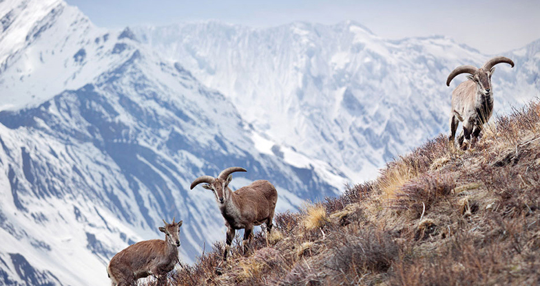 20 days Lower Dolpo Trek (3)