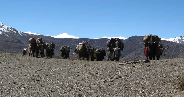 28 days Upper Dolpo – Jomsom to Juphal Trek (6)