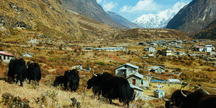 8 days Langtang Valley Trek2