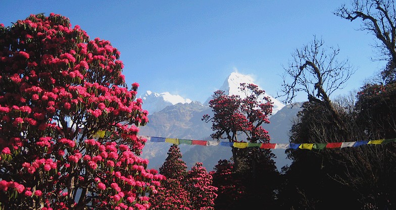 9 days Annapurna Panorama Trek (7)