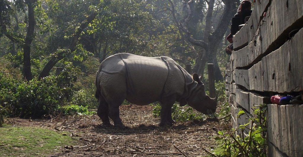 Bardiya National Park Jungle Safari