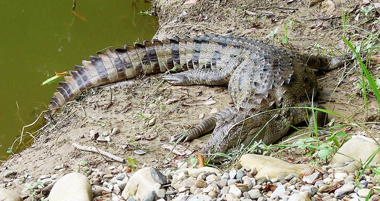 Bardiya National Park Jungle Safari (2)