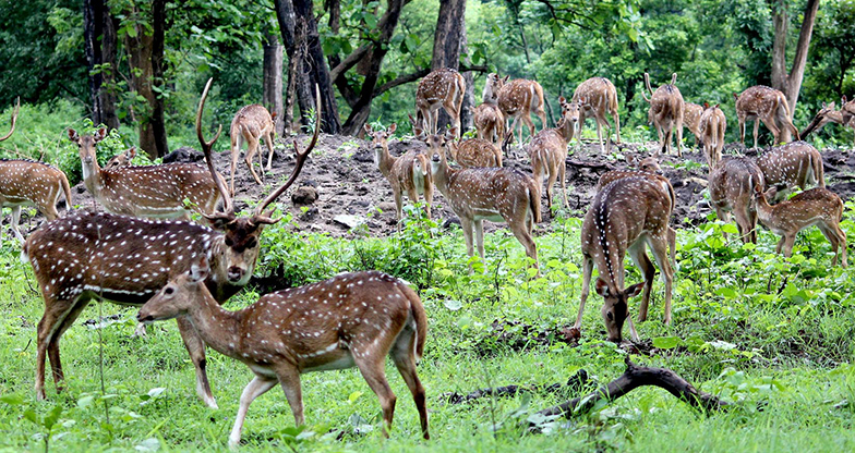 Bardiya National Park Jungle Safari (3)