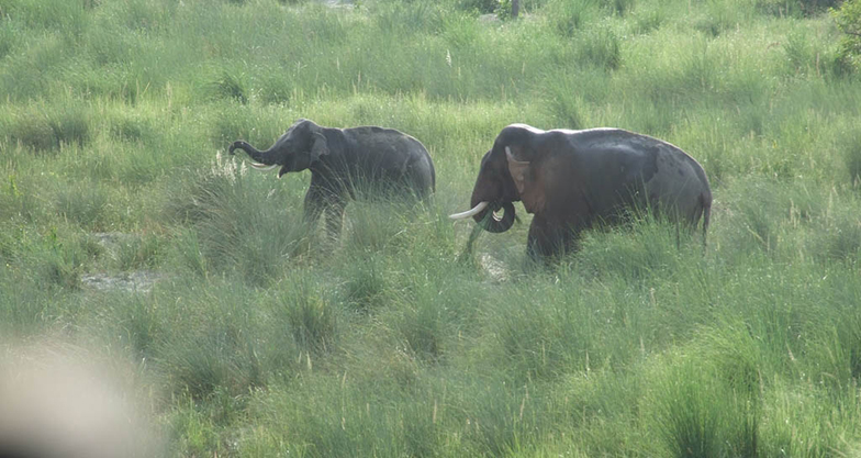 Bardiya National Park Jungle Safari (4)