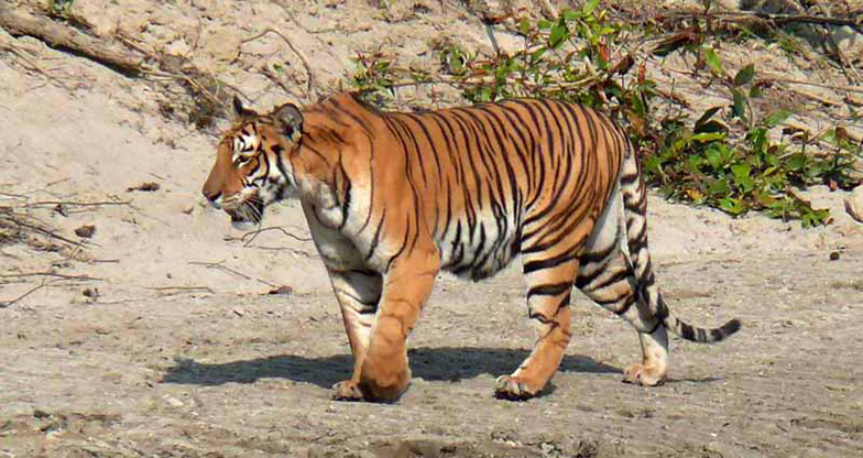 Bardiya National Park Jungle Safari (5)