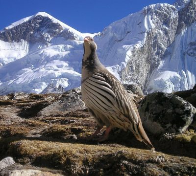 Bird Watching in Nepal