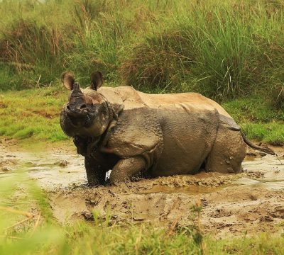 Chitwan - A must Destination for a Nature Lover