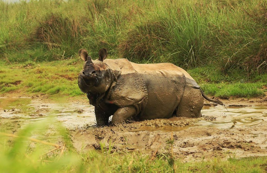 Chitwan Wildlife Tour