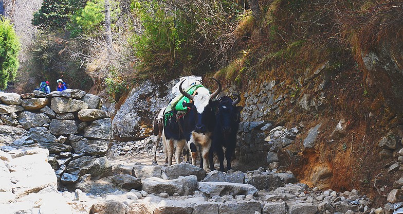 Gokyo-Renjo-La Pass Trek1