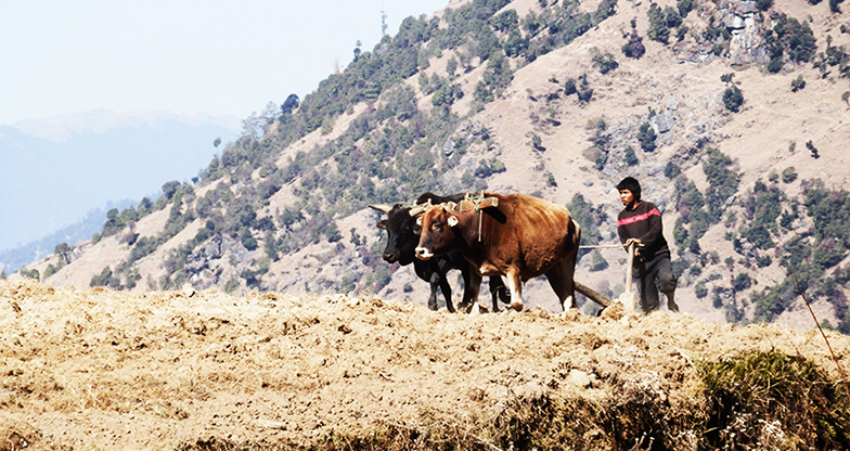 Indigenous Peoples Trail Trek`