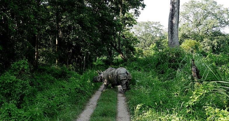 Jungle Safari at Chitwan National Park (10)