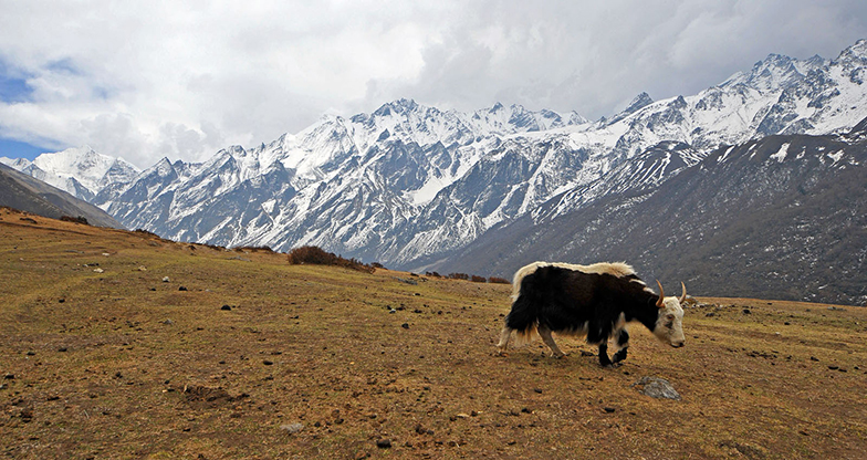 Langtang Valley Trek