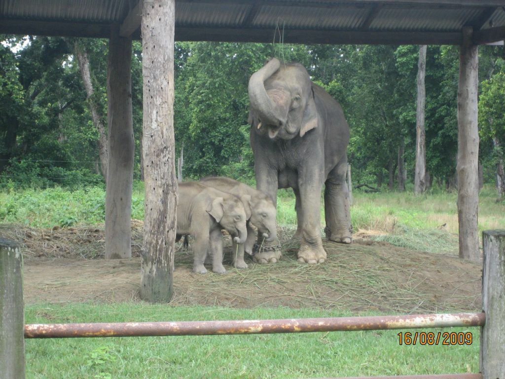 chitwan Elephant breeding Center.