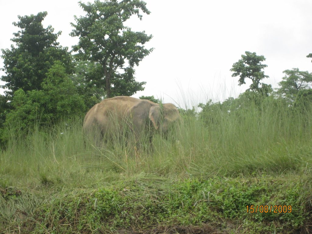 Elephant in Chitwan national park.